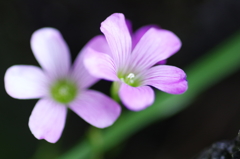 そこらじゅうに咲く花