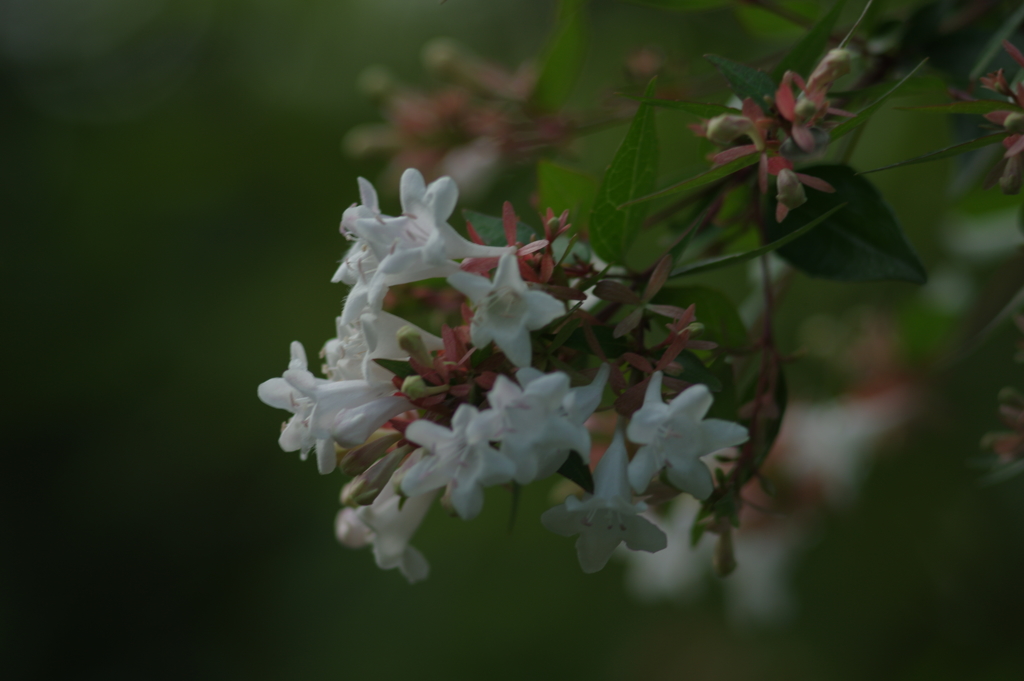 花（２）