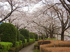 桜の散歩道