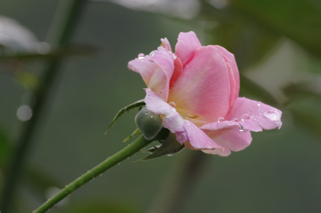 雨上がりのバラ　その６