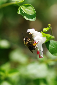 蜂の宅急便