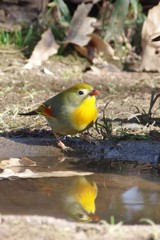 相思鳥 ~ うつりこみ