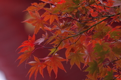 紅葉　その４