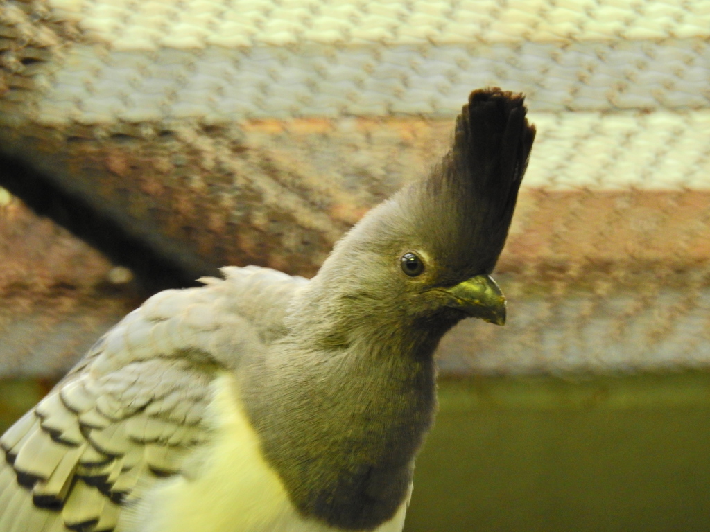 上野動物園のバードハウスにて