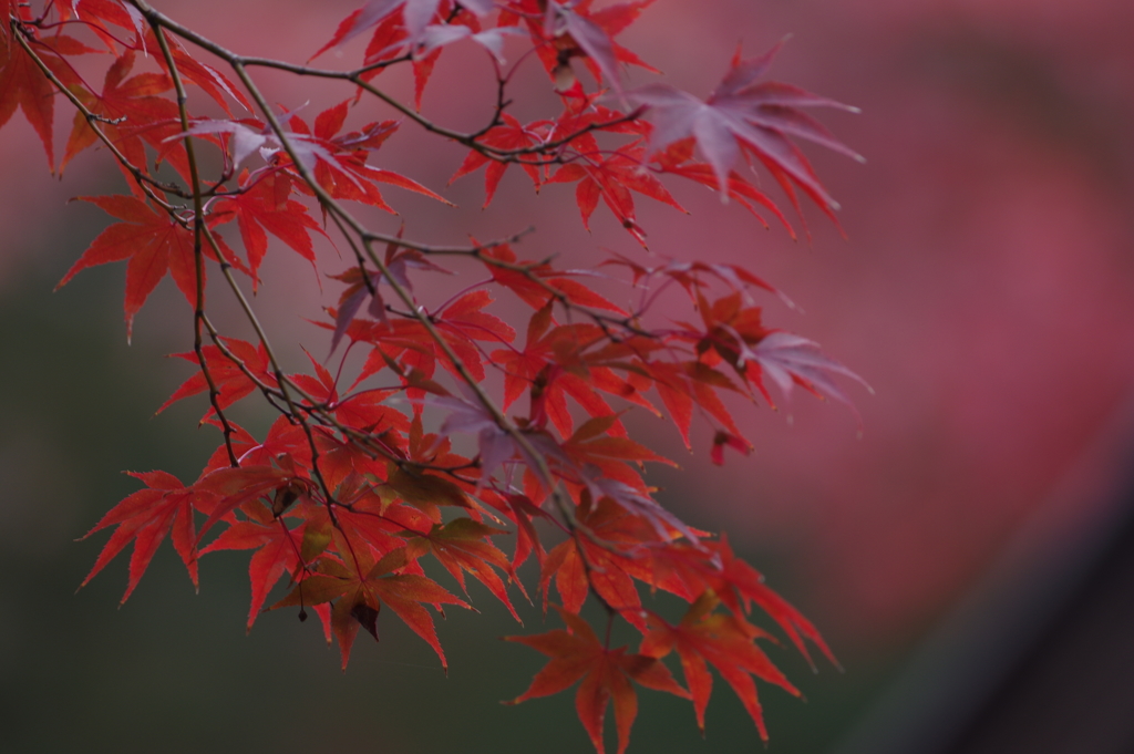 紅葉　その１