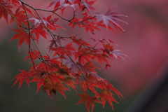 紅葉　その１