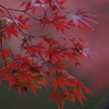 紅葉　その１