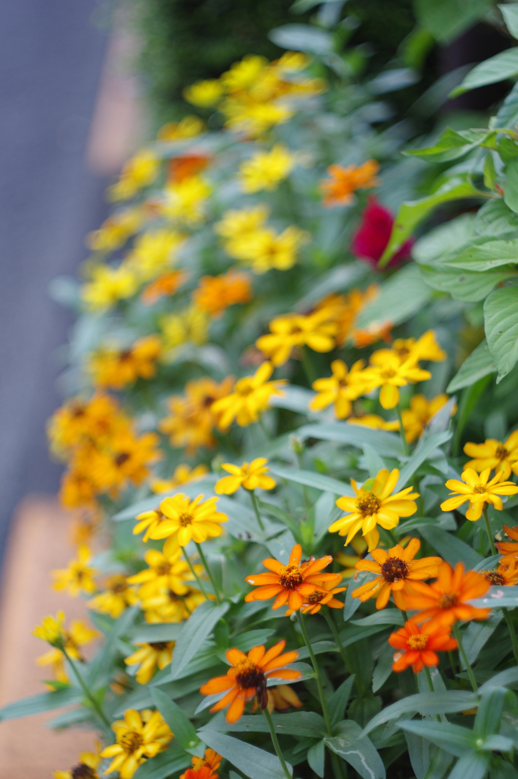 都会の花(2)
