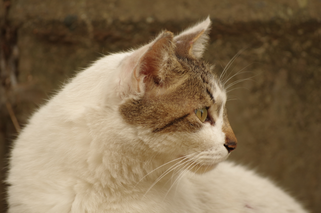 野良猫の風格