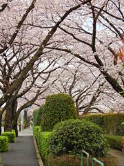 桜のトンネル（左車線）