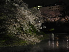 千鳥ヶ淵の夜桜