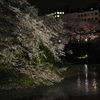 千鳥ヶ淵の夜桜