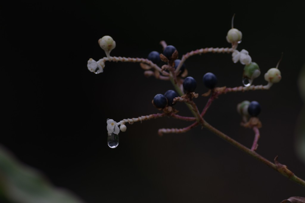 雨上がりの枝　その１