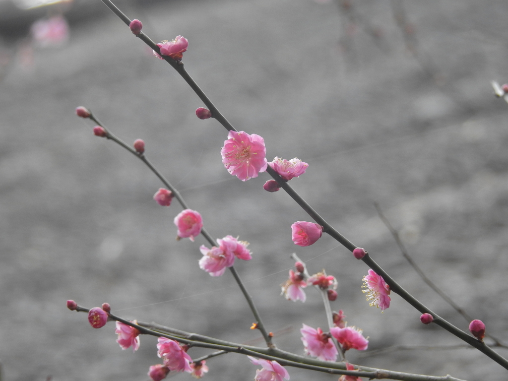 梅