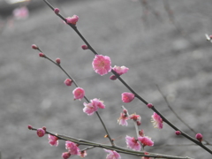 梅