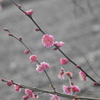 梅