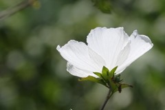 夏の光