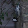 四十雀アクロバット
