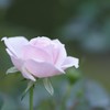 待ち人来ず
