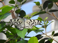 多摩動物公園　昆虫生態園（６）