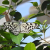 多摩動物公園　昆虫生態園（６）