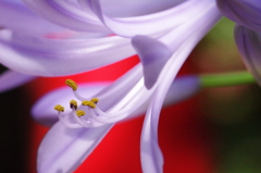 道端の花 - アガパンサス