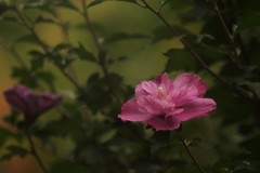 百日紅