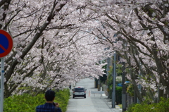 2016.4.3　桜　短大横