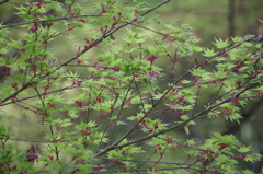 2016.4.10 　龍蔵寺　新緑