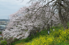 2016.4.3　桜　岩鼻　公園