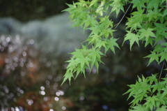 2016.4.29 龍蔵寺