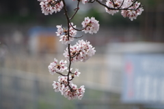 2016.4.3　桜　短大横