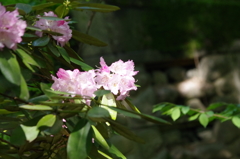 2016.4.29 龍蔵寺
