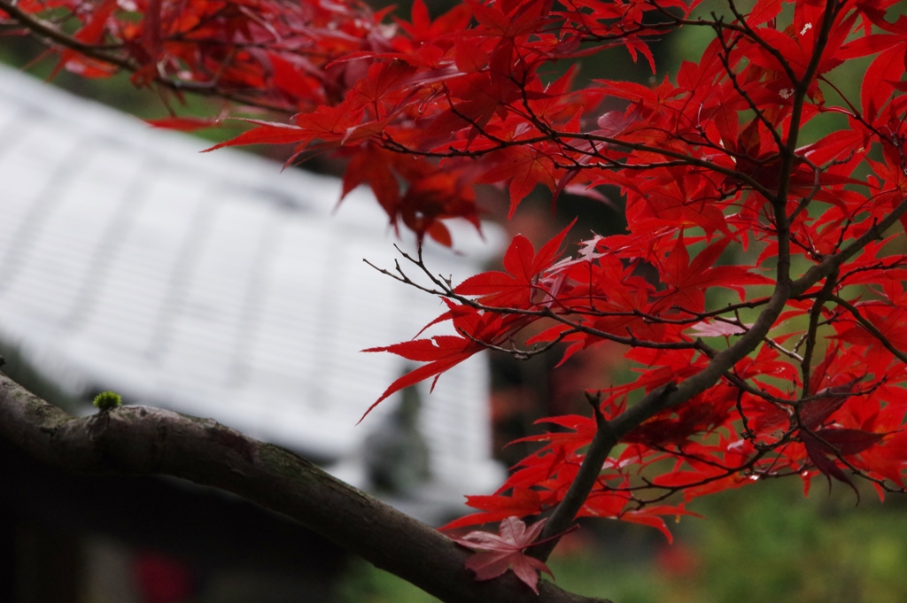 2017秋　京都-2