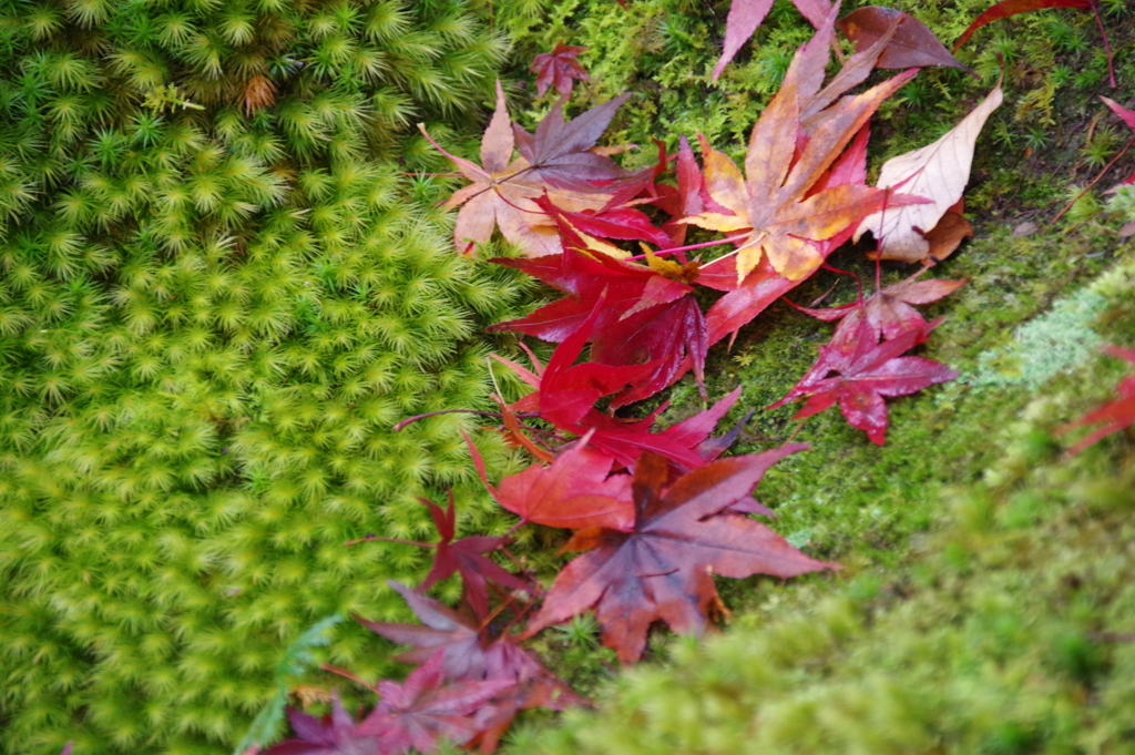 2017秋 京都紅葉-1