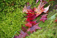 2017秋 京都紅葉-1