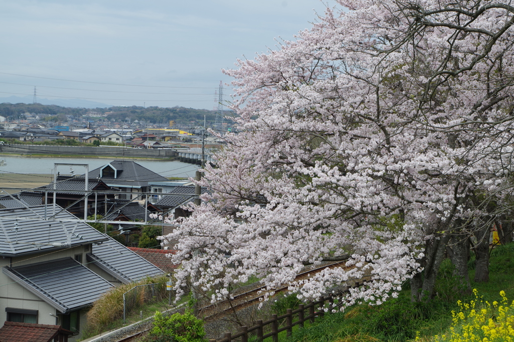 2016.4.3 桜 岩鼻公園