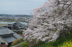 2016.4.3 桜 岩鼻公園