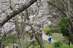 2016.4.3　桜　岩鼻公園