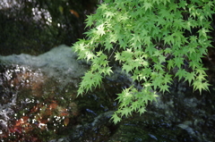 2016.4.29 龍蔵寺