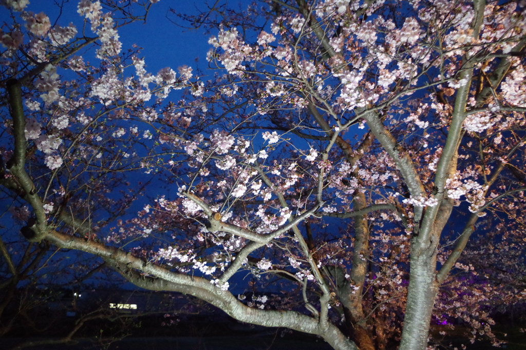 2016年　常盤公園　夜桜
