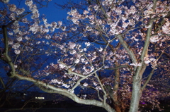 2016年　常盤公園　夜桜