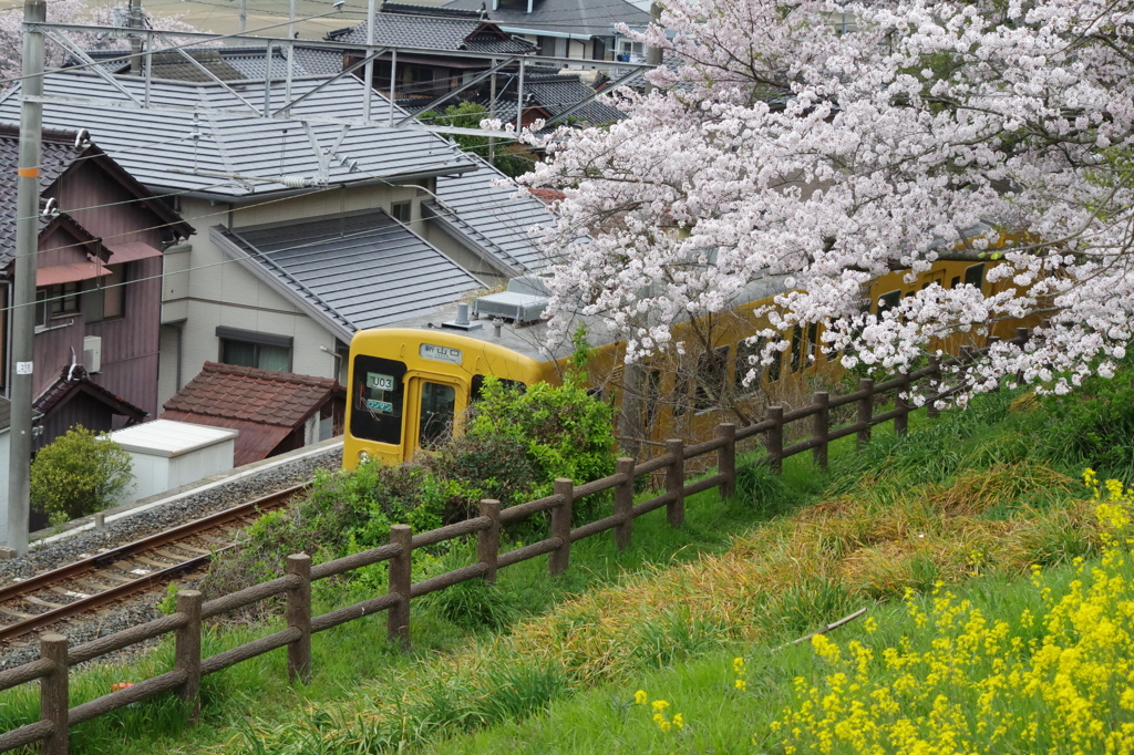 2016.4.3　桜　電車