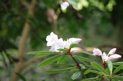 2016.4.10 　龍蔵寺　新緑