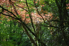 2016.4.10 　龍蔵寺　新緑