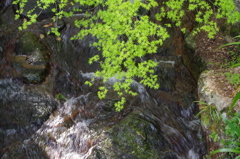 2016.4.10 　龍蔵寺　新緑