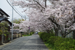 2016.4.3　桜　短大横