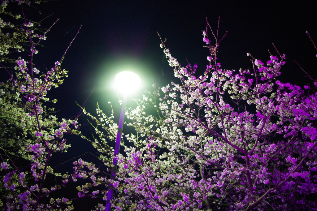 2016年　常盤公園　夜桜
