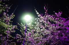 2016年　常盤公園　夜桜