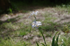 2016.4.10 　龍蔵寺　新緑